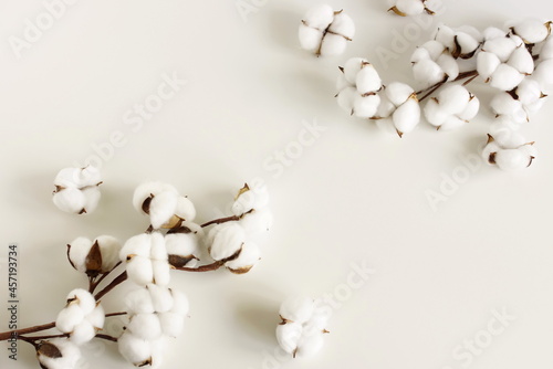 cotton flowers branches frame on white  background top view. Copy space.Minimal floral card.Poster
