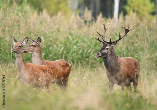 European deer male buck   Cervus elaphus   during rut