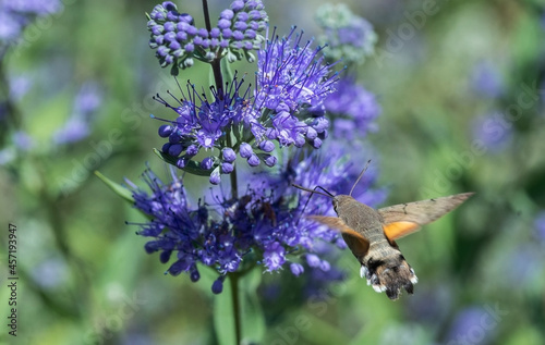 Macroglossum adustum butterfly flies from flower to flower and drinks nectar