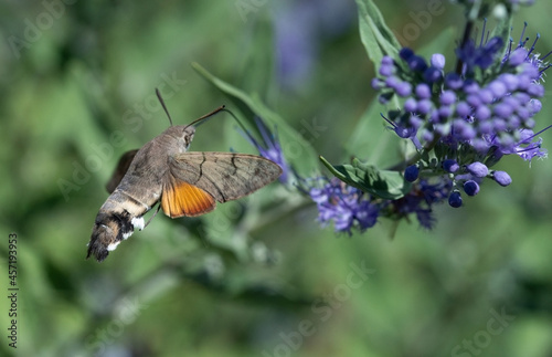 Macroglossum adustum butterfly flies from flower to flower and drinks nectar