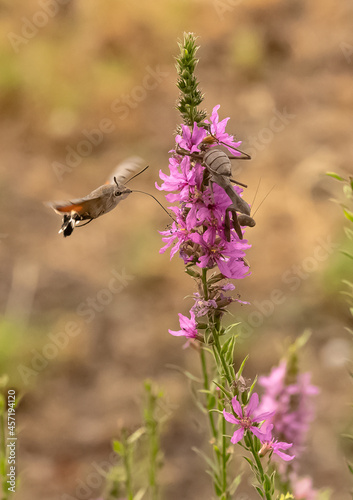 Macroglossum adustum butterfly flies from flower to flower and drinks nectar