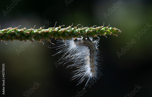 American butterfly caterpillar posing on camera