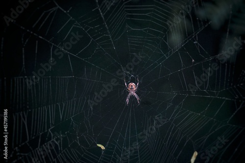A Spider Making It's Web,Macro Shot