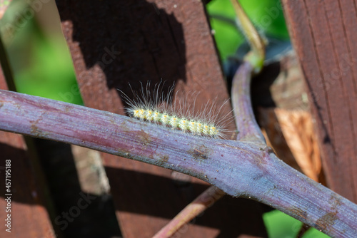 American butterfly caterpillar posing on camera