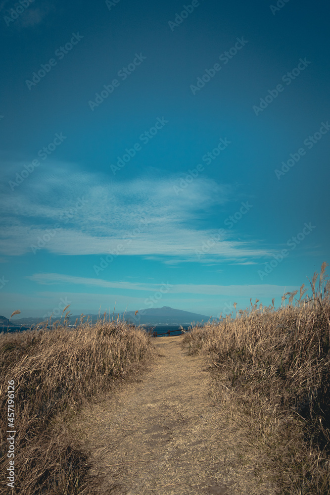 Fototapeta premium Wheat field and blue sky.