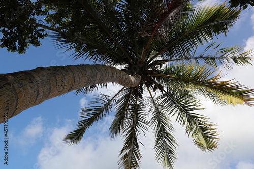 Hohe Kokospalmen an tropischem Strand