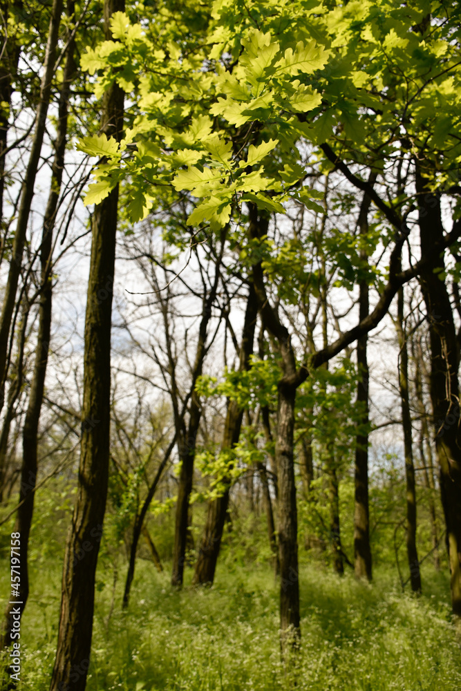 Tall forest trees with young green leaves at their tops. Tall forest trees with young green leaves at their tops.