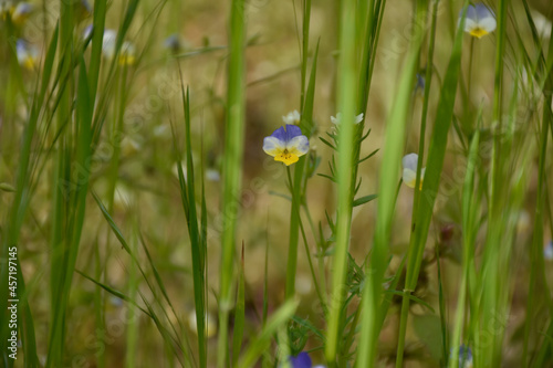 Small multicolored flower in a spring forest meadow.