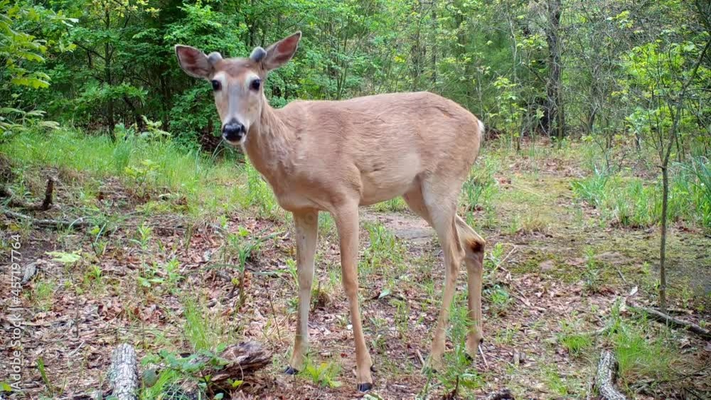 Young White-tailed deer buck walks into the frame from the right, looks at the camera, then turns and walks off to the left Young White-tailed deer buck walks into the frame from the right, looks at the camera, then turns and walks off to the left