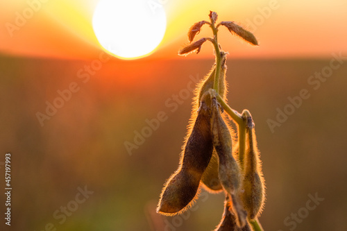Soybean yellow ripe field at agricultural farm