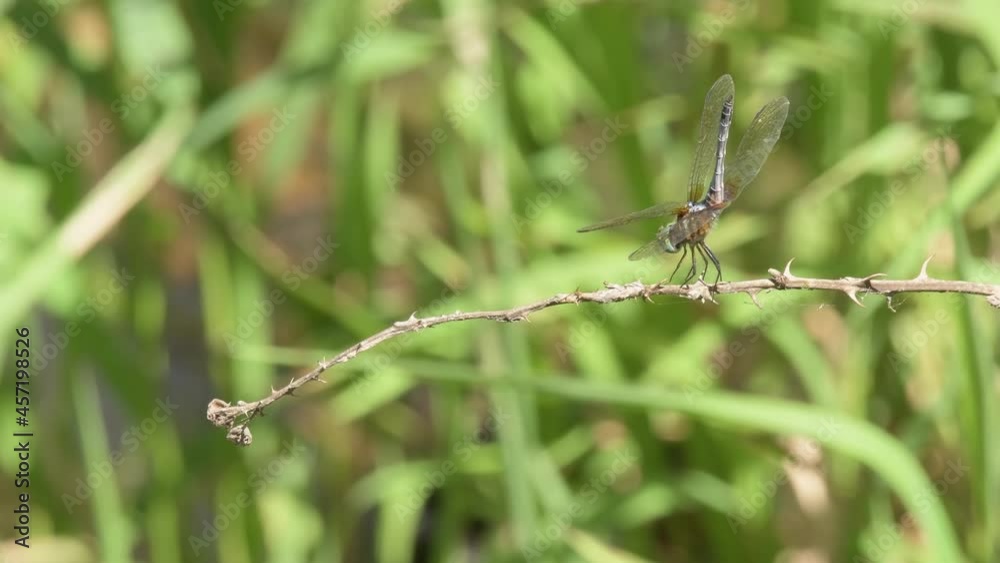 Blue Dasher dragonfly flies onto a dry blackberry twig, rests a while in thermoregulating obelisk posture, and then flies off again Blue Dasher dragonfly flies onto a dry blackberry twig, rests a while in thermoregulating obelisk posture, and then flies off again
