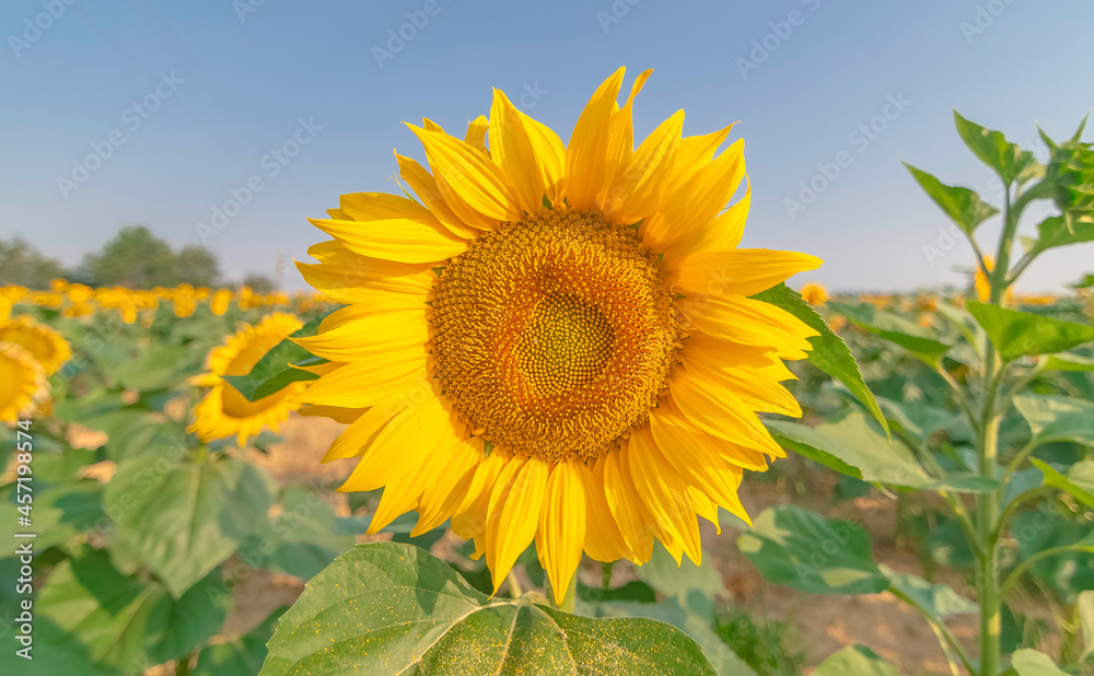 Fleurs de tournesols dans un champs avec la lumière du soleil. Fleurs de tournesols dans un champs avec la lumière du soleil.