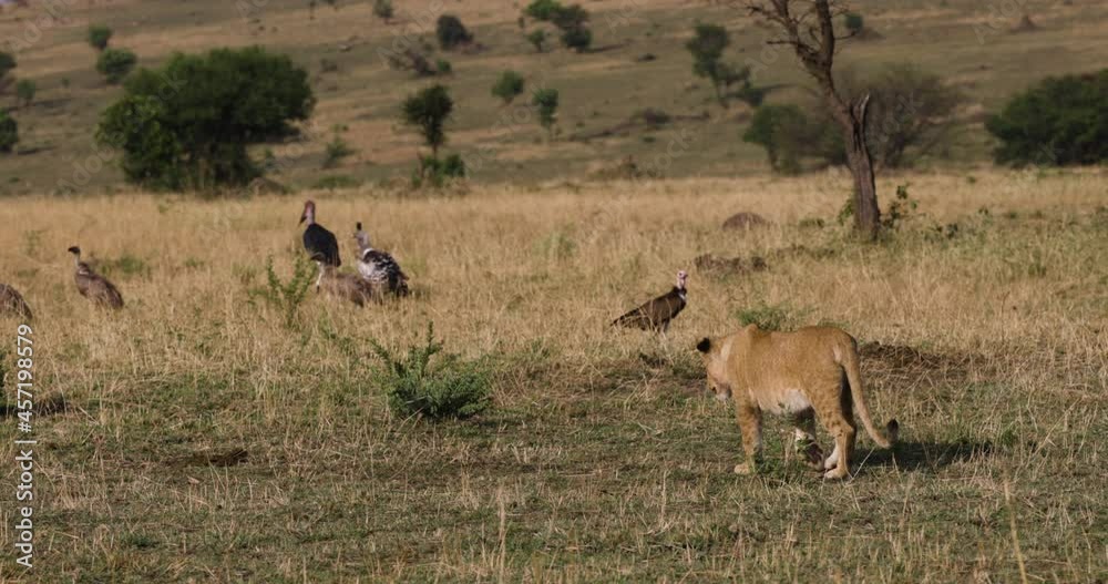 Slow moiton young lion cub stalking vultures in African savannah grasslands Slow moiton young lion cub stalking vultures in African savannah grasslands