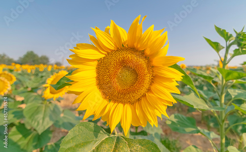 Fleurs de tournesols dans un champs avec la lumi  re du soleil. 