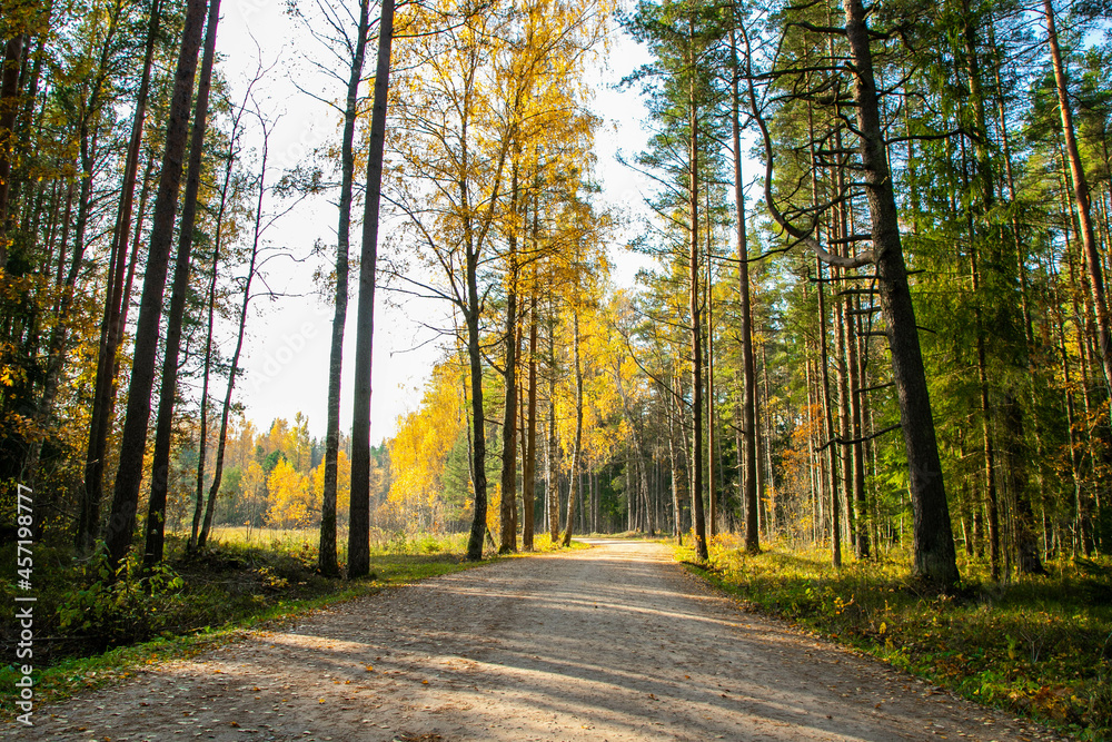 Fototapeta premium Landscape of an autumn forest with road