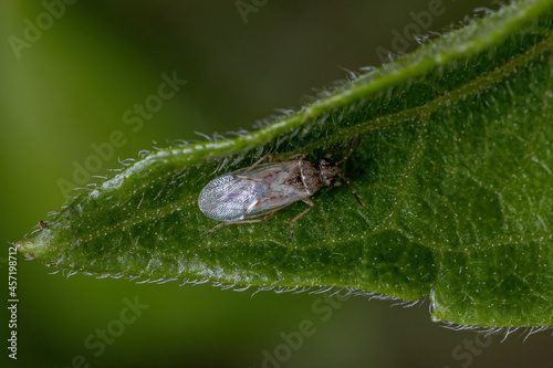 Adult Seed Bug photo