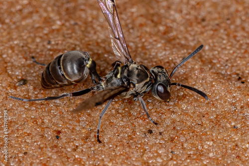 Adult Paper Wasp photo