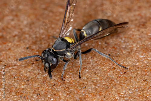 Adult Long-waisted Honey Wasp photo