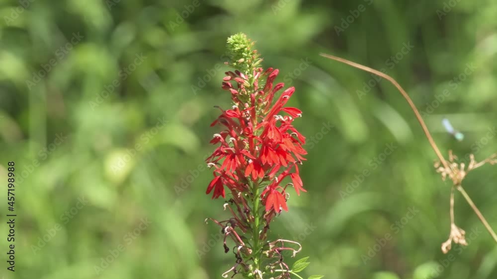 Beautiful, bright red Cardinal flower blooming in wetland Beautiful, bright red Cardinal flower blooming in wetland