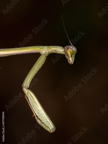 Small Mantid nymph photo