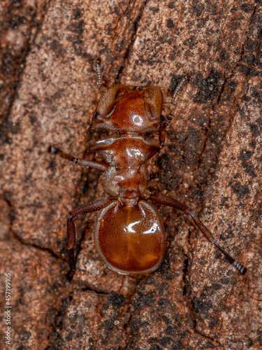 Adult Yellow Turtle Ant photo