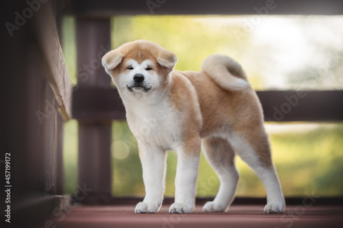 A cute red Akita inu puppy with a fluffy tail standing on a red wooden bridge against the backdrop of a bright summer landscape. Looking into the camera.