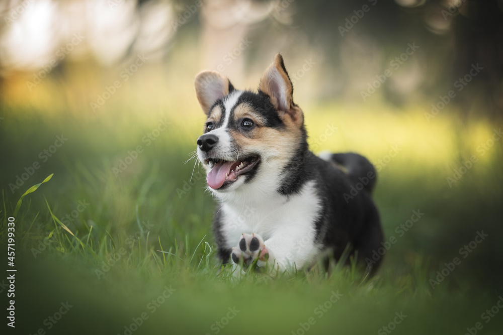 A funny tricolor welsh corgi pembroke puppy running on green grass against the backdrop of a bright summer landscape and the setting sun. Paws in the air. The mouth is open.
