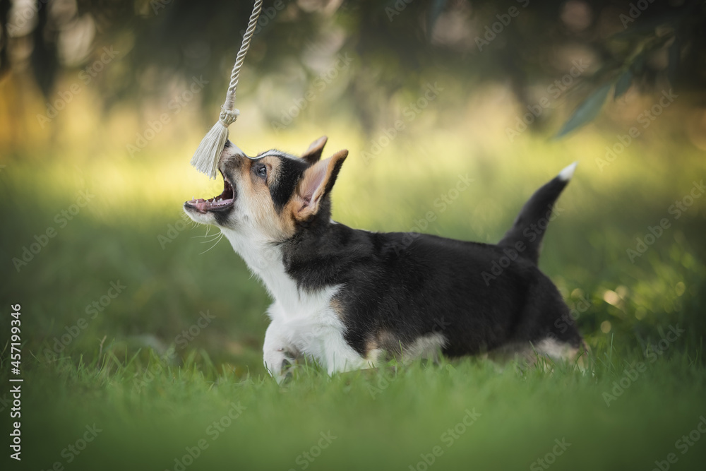 Funny tricolor welsh corgi pembroke puppy playing with a toy brush in the green grass against the backdrop of a bright summer landscape and the setting sun