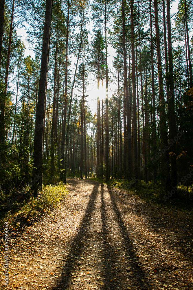 Fototapeta premium Landscape of an autumn forest