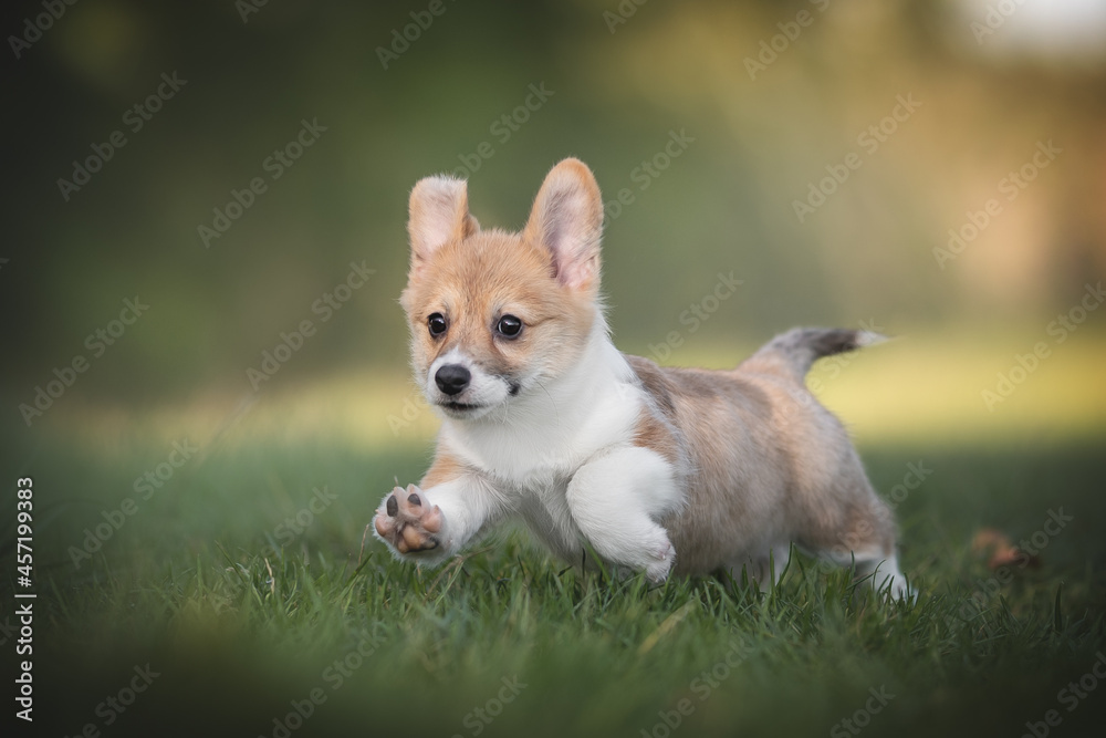 A funny red welsh corgi pembroke puppy running on green grass against the backdrop of a bright summer landscape and the setting sun. Paws in the air A funny red welsh corgi pembroke puppy running on green grass against the backdrop of a bright summer landscape and the setting sun. Paws in the air