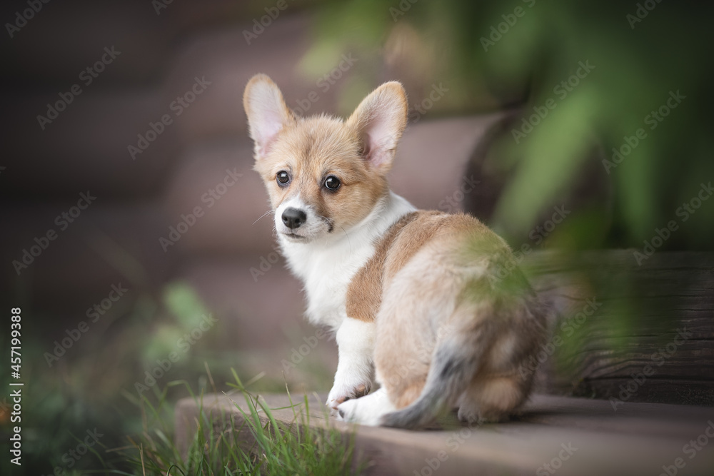 Cute red welsh corgi pembroke puppy sitting on the wooden steps of the gazebo among the green bushes and looking directly into the camera Cute red welsh corgi pembroke puppy sitting on the wooden steps of the gazebo among the green bushes and looking directly into the camera
