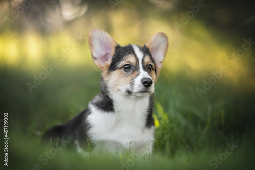 Funny tricolor welsh corgi pembroke puppy sits in green grass against the backdrop of a bright summer landscape and the setting sun. Looking to the side