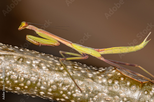 Small Mantid nymph photo