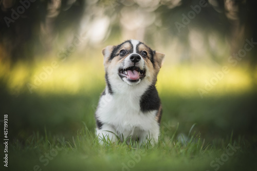 A funny tricolor welsh corgi pembroke puppy running on green grass against the backdrop of a bright summer landscape and the setting sun. Paws in the air. Looking into the camera. The mouth is open. © honey_paws