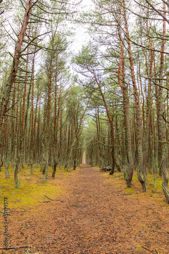 Curved pine forest, mystical pine forest, Curonian Spit, Kaliningrad Oblast, Russia