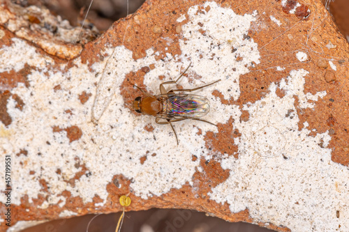 Adult Humpbacked Fly