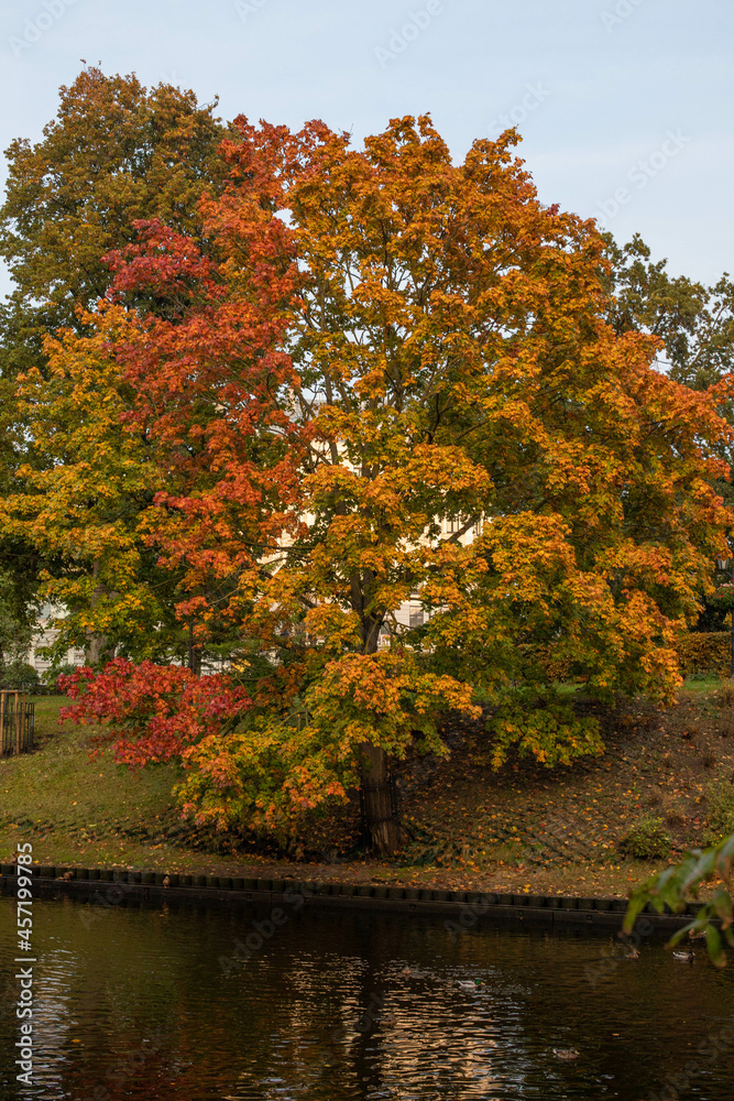 Maple tree of three colors soaking on the bank of a water channel