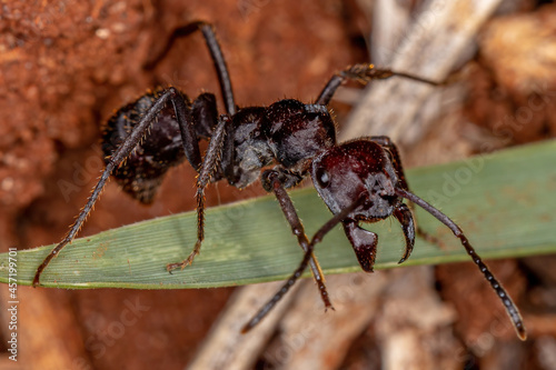 Adult Red Ectatommine Ant photo
