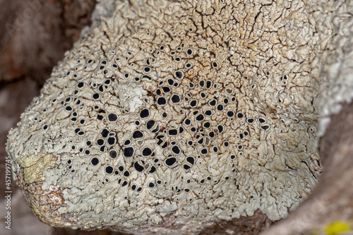 Common Lichen Texture photo