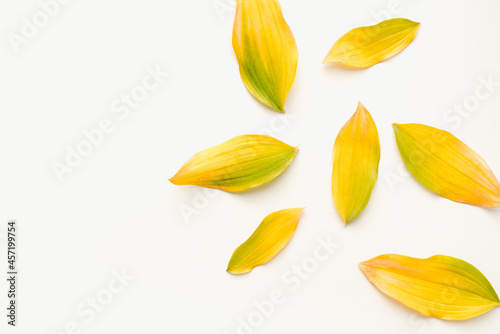 Branch with yellow leaves on a white background. Yellow leaves on a white background. Background from yellow leaves. Bright texture. 