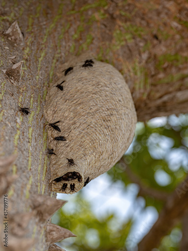 nest of Paper Wasps photo