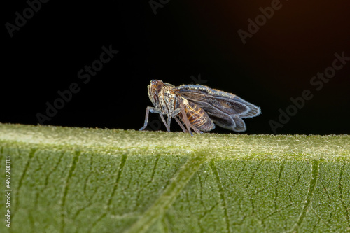 Adult Small Planthopper
