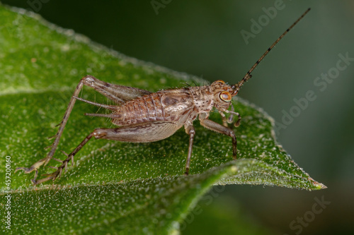 True Cricket Nymph photo