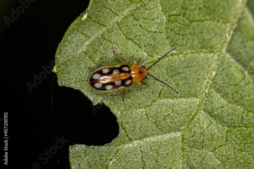 Adult Small Flea Beetle photo