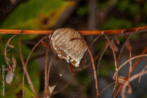 Mantises Egg Case hatched photo