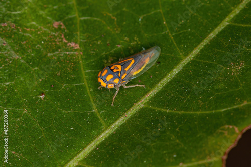 Adult Typical Leafhopper photo