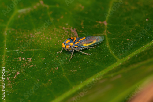 Adult Typical Leafhopper photo