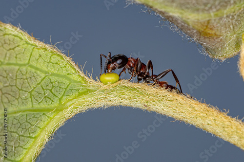 Adult Red Twig Ant photo