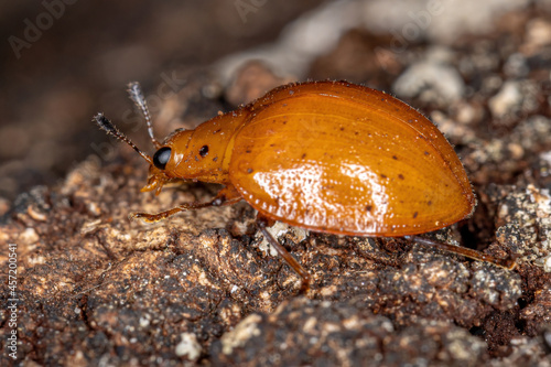 Pleasing Fungus Beetle photo