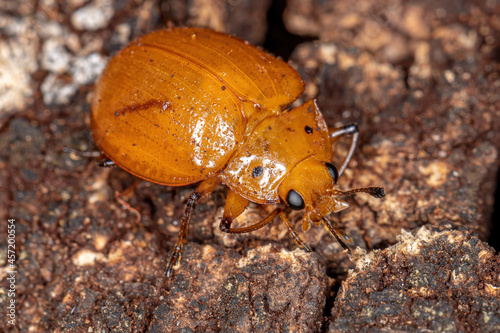 Pleasing Fungus Beetle photo